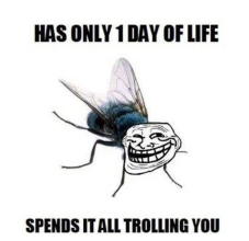 Has-Only-1-Day-Of-Life-Spends-It-All-Trolling-You-Funny-Fly-Meme